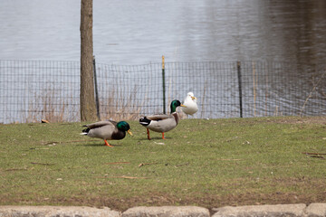 Two mallards walking aling the grass turf near the river