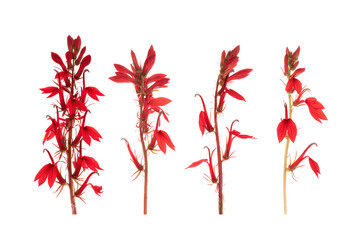 Flat-lay studio photograph of single cardinal flower bloom centered, bright lighting, top-down view, isolated on black background highlighting fiery scarlet petals