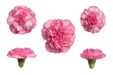Flat-lay studio photo of stemmed pink carnations symmetrically aligned, soft lighting, top-down view, isolated on black background showing ruffled blossoms