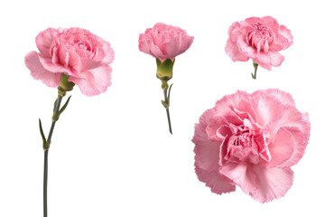 Flatlay Studio Photo Clustered Stemmed