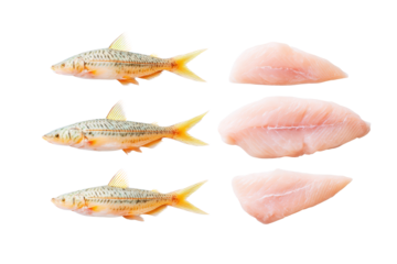 Flat-lay studio photo of scattered catfish fillets beside whole fish, bright lighting, top-down view, isolated on black background revealing speckled skin, whiskers and fresh white meat