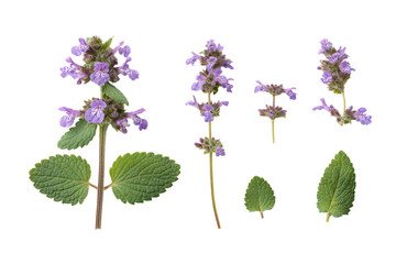 Flat-lay studio photo of lavender catnip spikes arranged symmetrically, soft lighting, top-down view, isolated on black background showing serrated leaves and clustered blooms