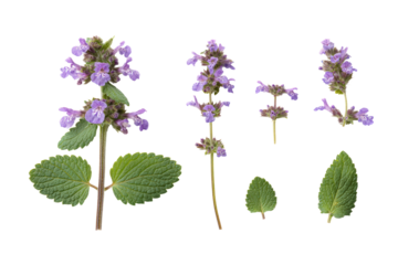 Flat-lay studio photo of lavender catnip spikes arranged symmetrically, soft lighting, top-down view, isolated on black background showing serrated leaves and clustered blooms