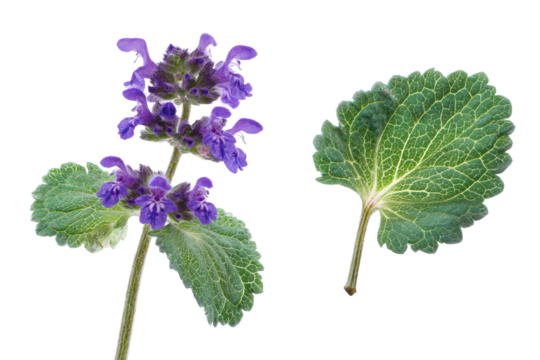 Flat-lay studio photo of single blooming lavender catnip flower spike centered, soft lighting, top-down view, isolated on black background highlighting fuzzy leaves and tiny purple blossoms