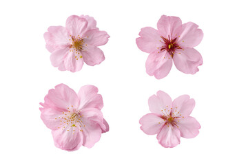 Fototapeta premium Flat-lay photograph of single pale-pink cherry blossom centered, soft studio lighting, top-down view, isolated on black background highlighting delicate petals and golden stamens