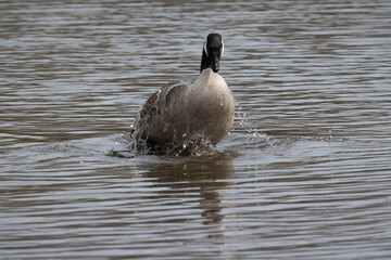 Canada Goose in the water