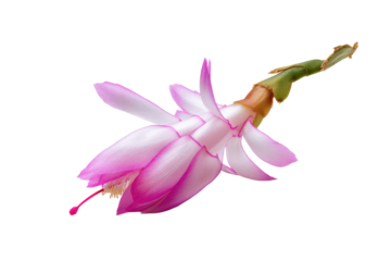 Flat-lay botanical studio photo of scattered Christmas cactus segments, soft lighting, top-down view, isolated on black background showing angular lobes and fresh buds