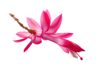 Flat-lay botanical studio photo of clustered Christmas cactus pads with buds, soft lighting, top-down view, isolated on black background showcasing lush green texture