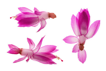 Fototapeta premium Flat-lay studio photo of single pink Christmas cactus bloom centered, soft lighting, top-down view, isolated on black background highlighting elongated petals and festive hue