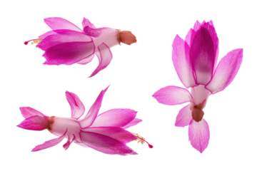 Flat-lay studio photo of single pink Christmas cactus bloom centered, soft lighting, top-down view, isolated on black background highlighting elongated petals and festive hue