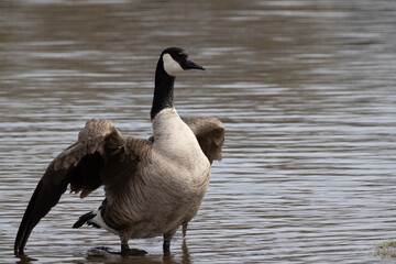 Canada Goose in the water