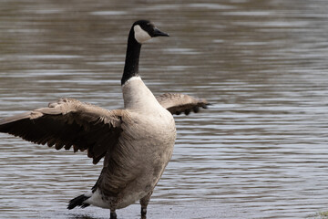 Canada Goose in the water