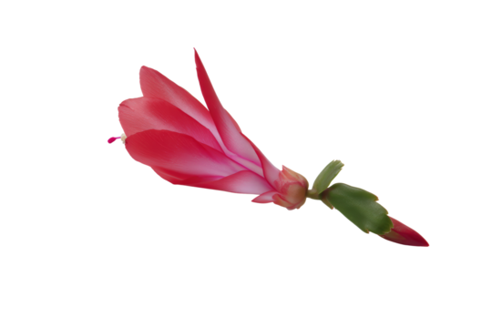 Flat-lay studio photo of clustered Christmas cactus foliage with buds, soft lighting, top-down view, isolated on black background showcasing dense green texture and seasonal accents