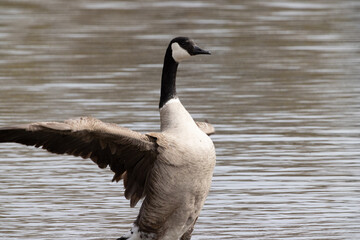 canada goose swimming in the lake