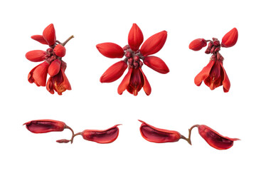Flat-lay studio photo of coral bean flowers symmetrically aligned, soft lighting, top-down view, isolated on black background revealing vivid scarlet tubes
