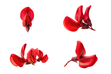 Flat-lay studio photo of red coral bean flower single bloom centered, soft lighting, top-down view, isolated on black background highlighting slender tubular petals and exotic form