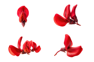 Flat-lay studio photo of red coral bean flower single bloom centered, soft lighting, top-down view, isolated on black background highlighting slender tubular petals and exotic form