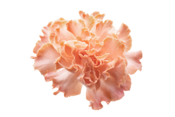 Flat-lay botanical image of coral flowers symmetrically arranged, bright lighting, top-down view, isolated on white background revealing graceful salmon-hued petals