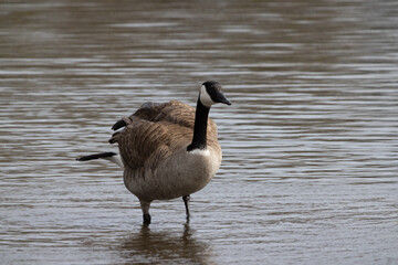 Obraz premium canada goose in the water