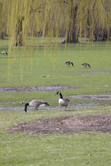 canadian geese on a meadow