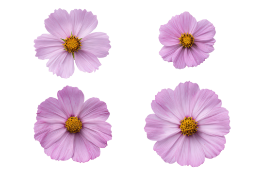 Flat-lay studio composition of multicolored cosmos flower single bloom centered, soft lighting, top-down view, isolated on white background highlighting feathery petals