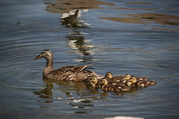 Mother mallard duck swimming with ducklings