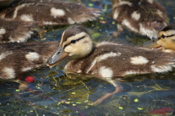 Mallard ducklings swimming in river
