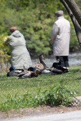 Ducks in the park