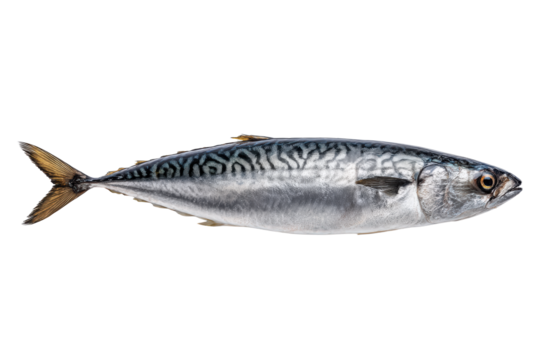 Flat-lay mirrored mackerel pair crossing like X on slate, rim glow adding sleek energy for sushi-bar branding