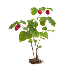Raspberry plant with ripe red berries growing on stems with green leaves against a colorful striped background