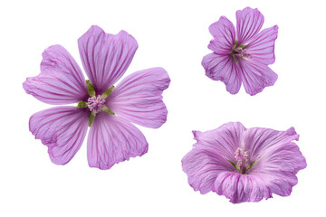 Fototapeta premium Flat-lay macro of mallow petal veins and pollen dust on slate, side light giving vivid texture for textile inspiration