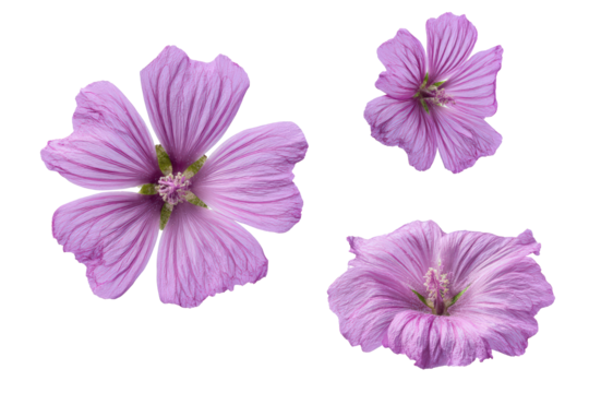 Flat-lay macro of mallow petal veins and pollen dust on slate, side light giving vivid texture for textile inspiration