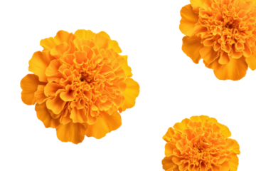 Studio flat-lay single Tagetes blossom, no background