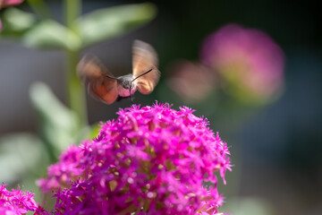 Macroglossum stellatarum hovers to feed on nectar from bright pink blossoms in natural sunlight,...
