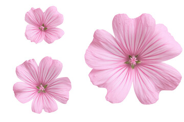 Studio flat-lay single marshmallow blossom, no background