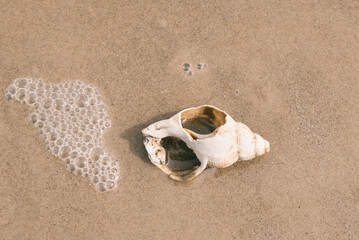Obraz premium Old broken whelk shell on sandy beach