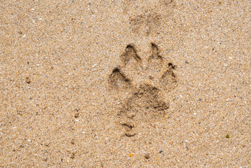 Paw print of a dog  on wet sand