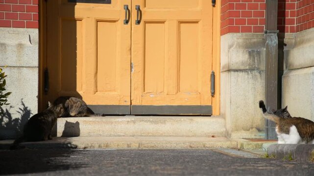レンガ造りの建物と猫