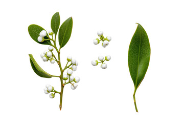 Fototapeta premium Studio flat-lay mistletoe branch detail, no background