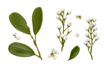 Top-view holiday mistletoe isolated, no background