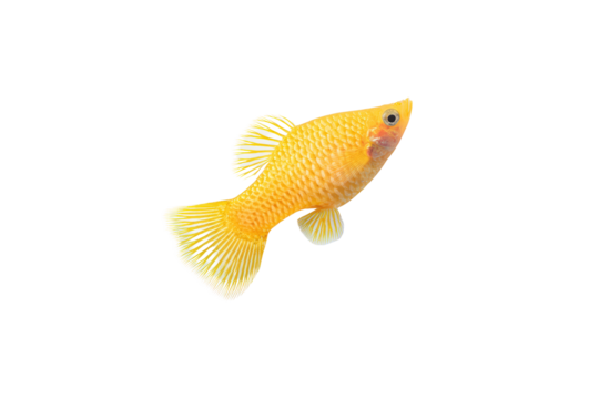 Top-view molly fish isolated, no background