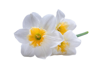 Naklejka premium Flat-lay studio composition of white narcissus flowers set, no background