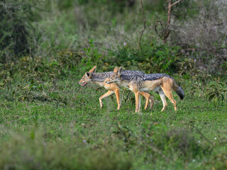 Pair of Black-Backed Jackals Walking in Grassland Habitat