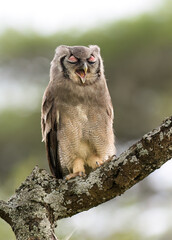 Verreaux's Eagle owl Vocalizing  on Tree Branch on Blur  Background