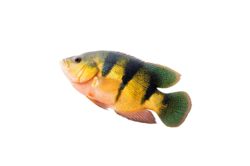 Isolated Oscar fish macro top view, no background