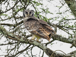 Perched on Tree Branch in Natural Habitat