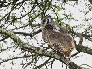 Perched on Tree Branch in Natural Habitat