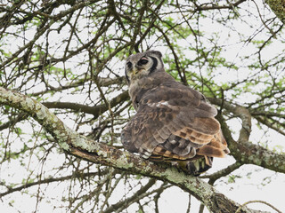 Perched on Tree Branch in Natural Habitat