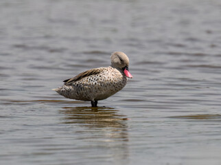 Cape Teal Wading in Shallow Lake Waters