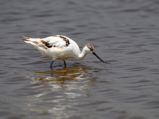 Pied Avocet Foraging in Shallow Water Wetland Habitat